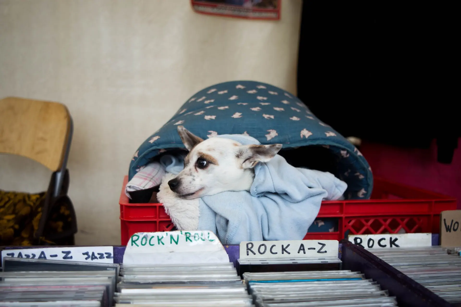 Sub-woof-ers: Sonic branding in the pet industry